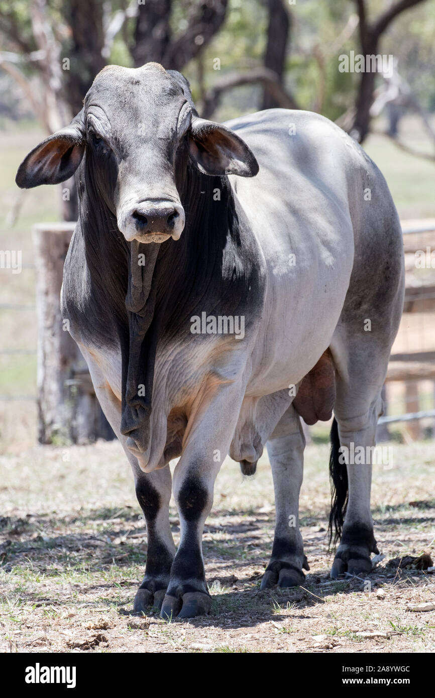 Brahman Bull Stock Photo Alamy