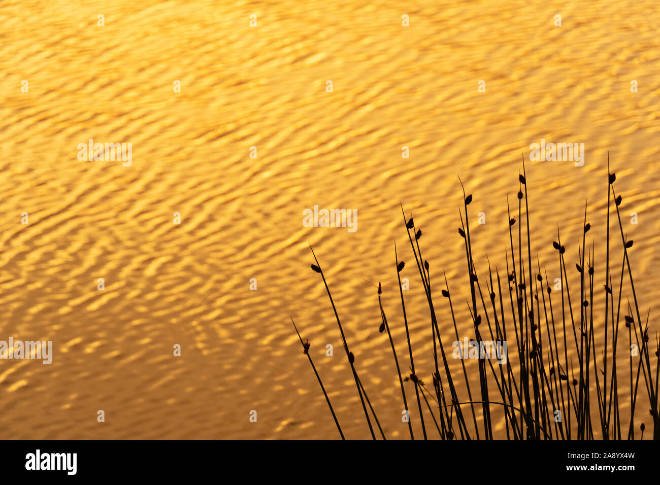 silhouette reed or grass in natural meadow with golden wavy glowing ...