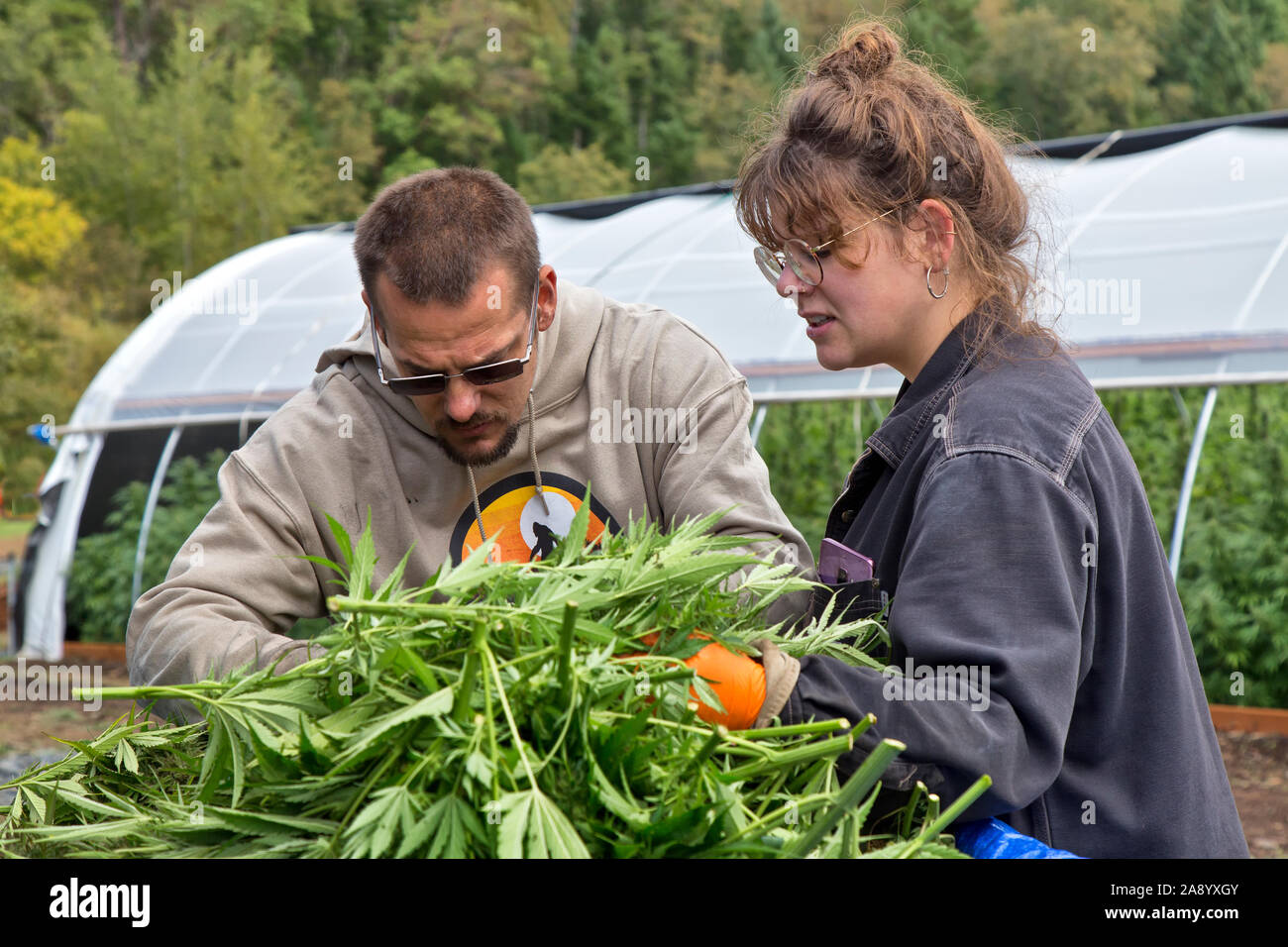 Farmer with female worker inspecting harvested Organic Hemp 'Suver Haze'  strain, Cannabis sativa. Stock Photo