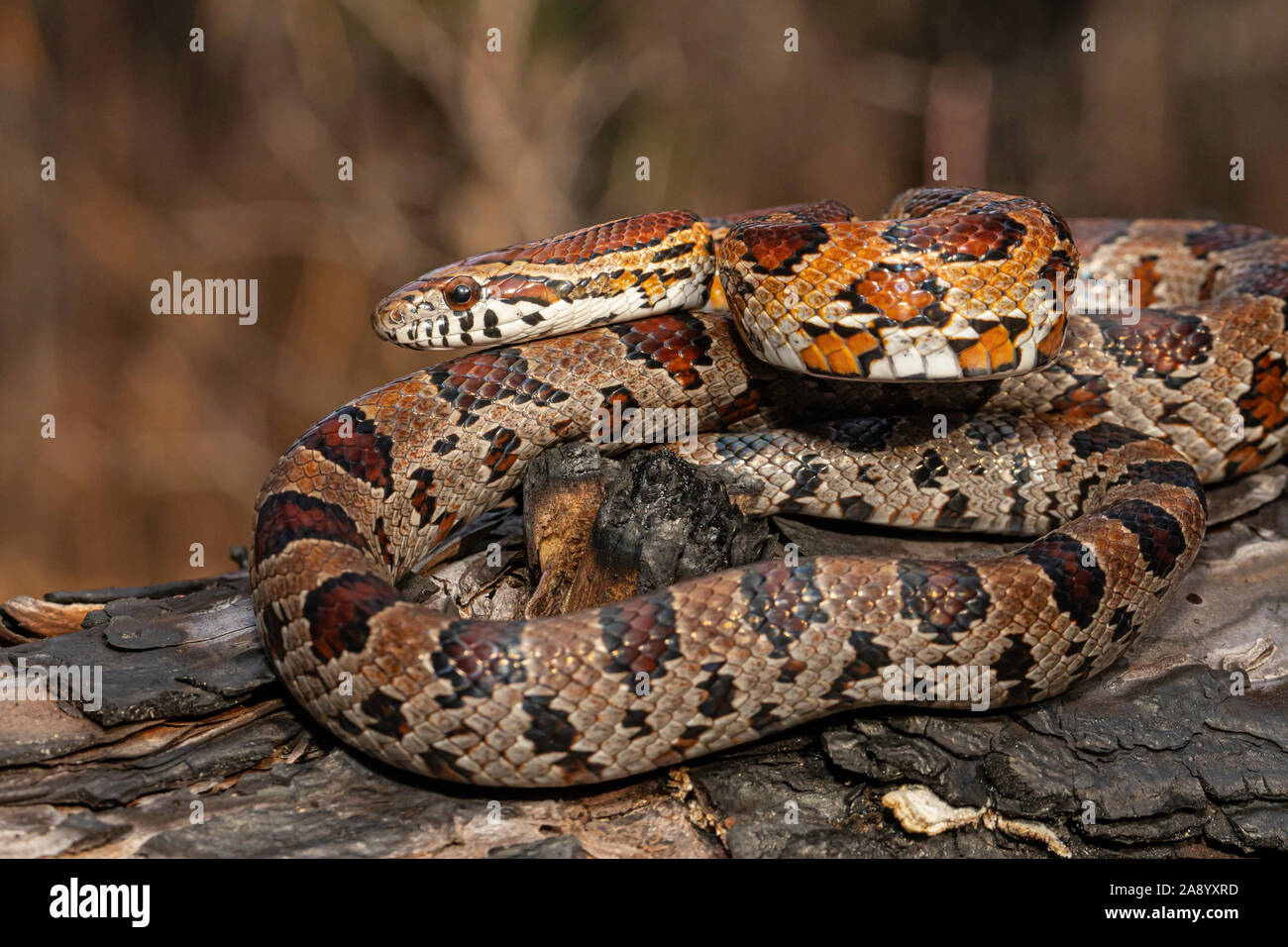 New Jersey corn snake Pantherophis guttatus Stock Photo Alamy