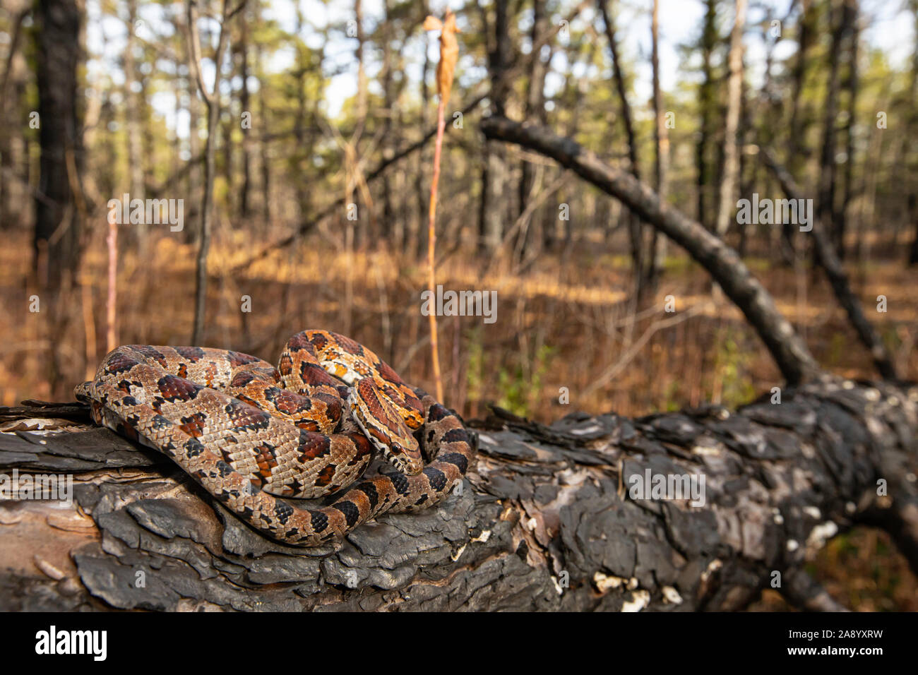 New Jersey corn snake Pantherophis guttatus Stock Photo Alamy