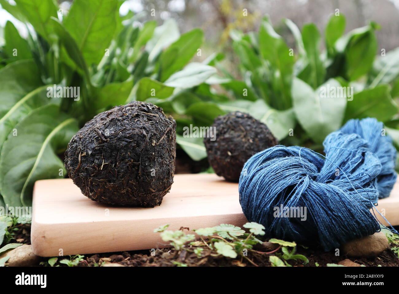 Indigo dyed, blue linen yarn, woad ball, and woad plant. Stock Photo