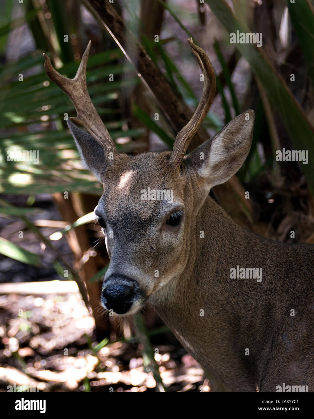 Deer (Florida Key Deer) close-up head view exposing its head, antlers, ears, eyes, nose, in its environment and surrounding. Stock Photo