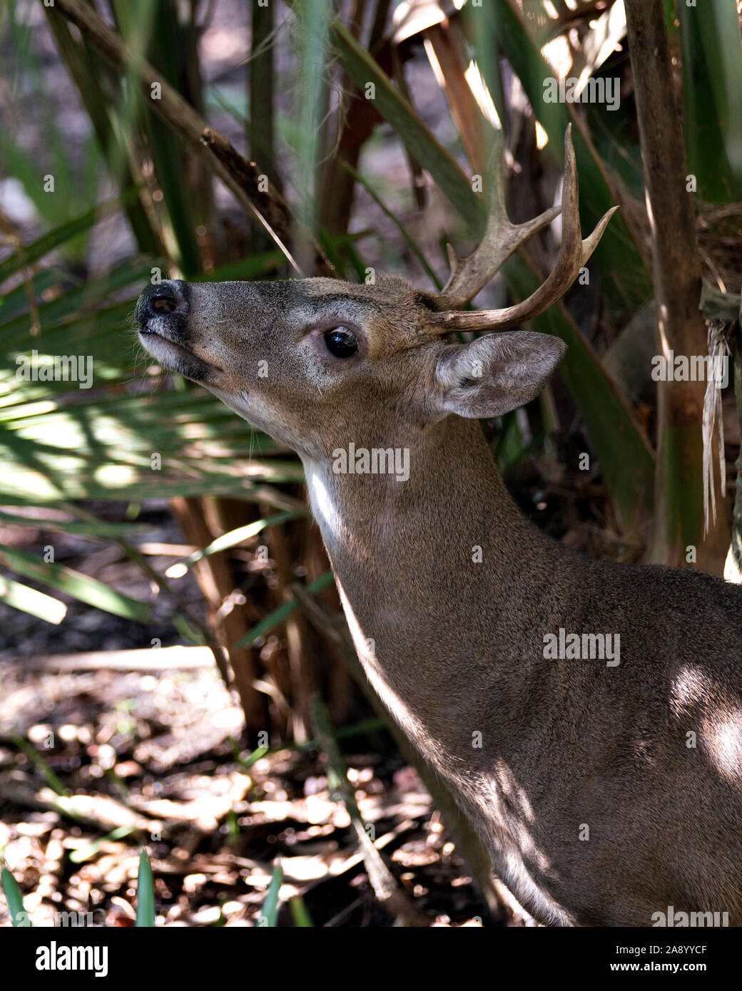 Deer (Florida Key Deer) close-up head view exposing its head, antlers, ears, eyes, nose, in its environment and surrounding. Stock Photo