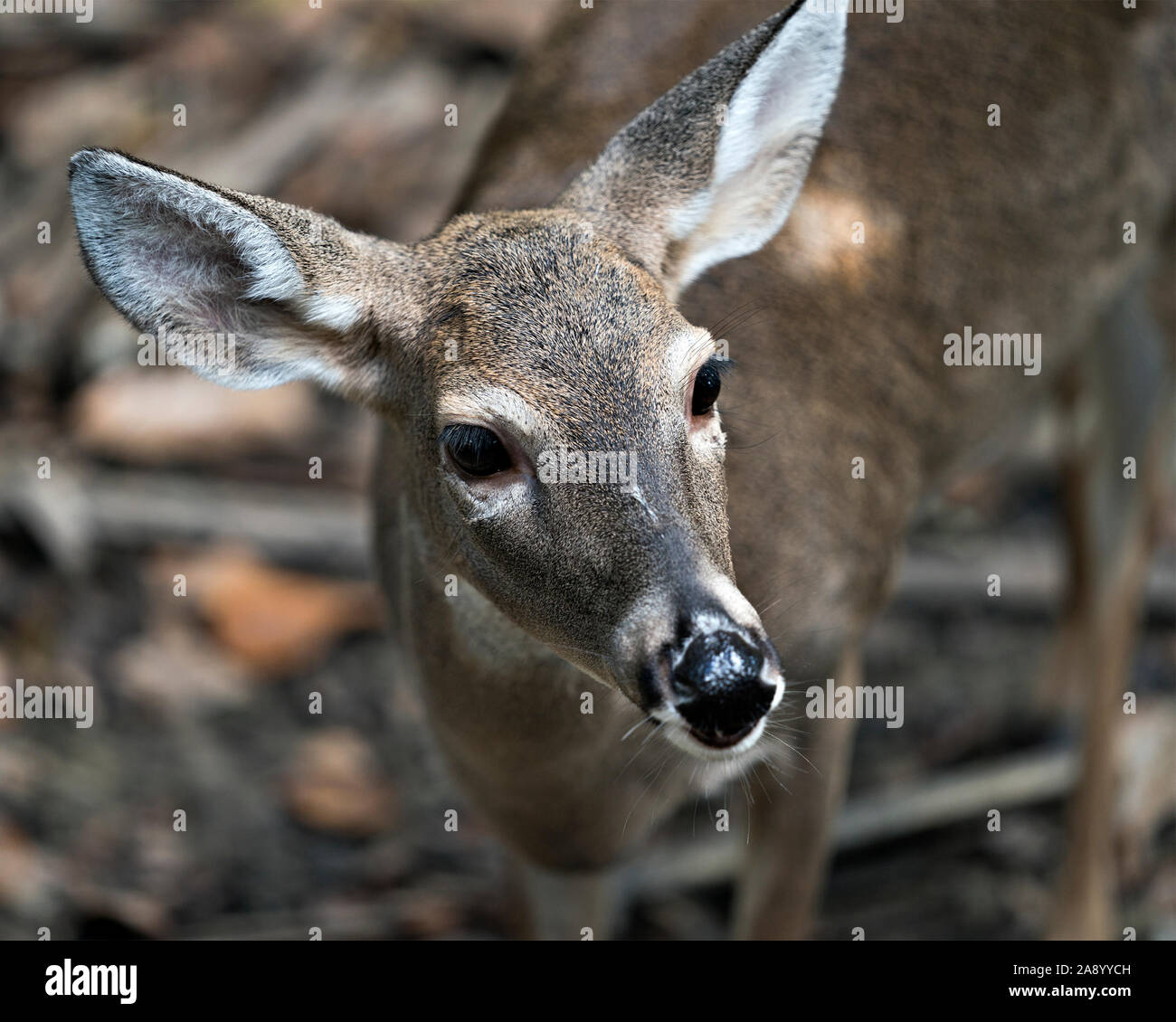 Deer (White-tailed deer) close-up head view exposing its head,ears, eyes, nose, in its environment and surrounding. Stock Photo