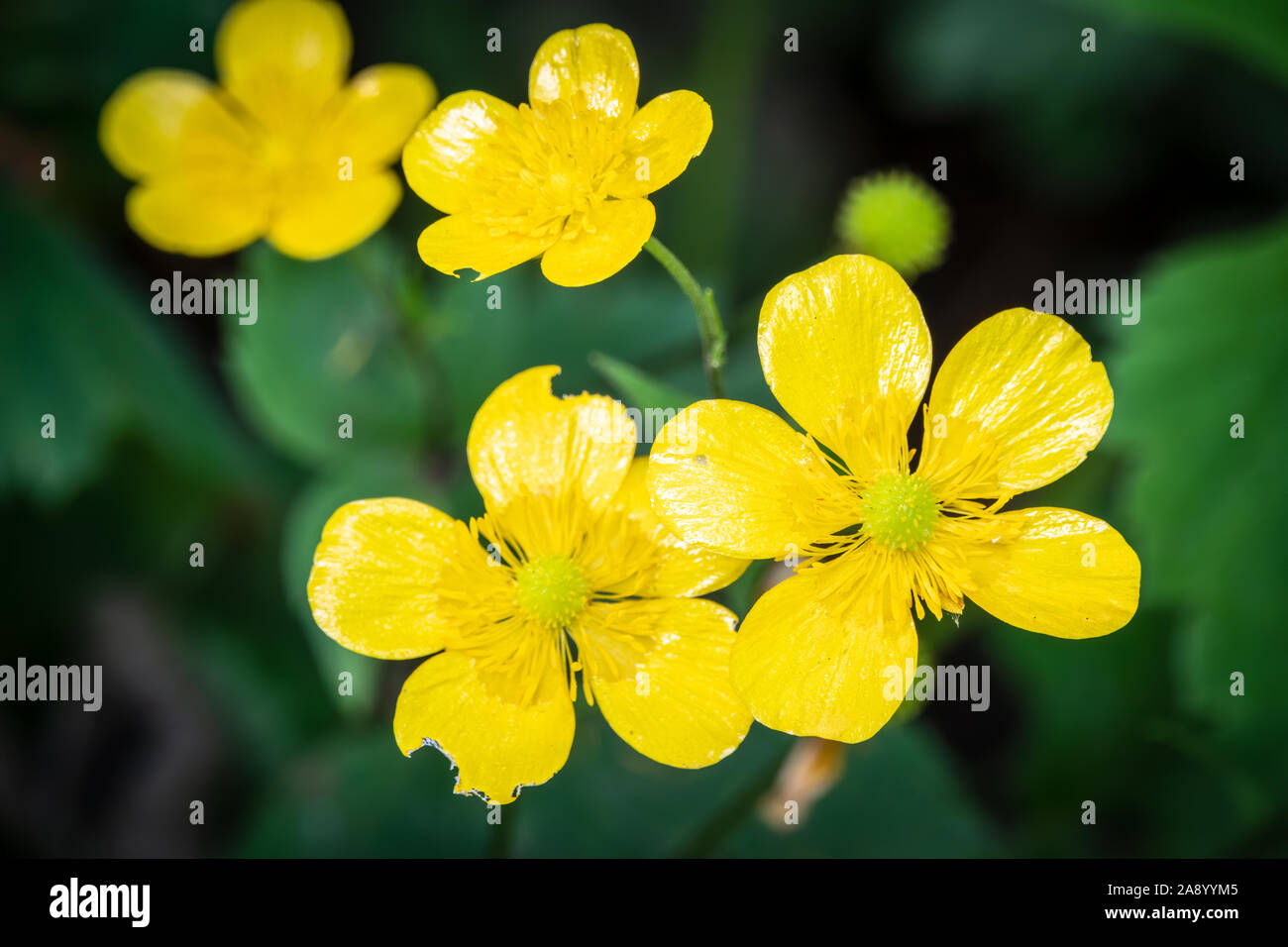 Yellow flowers of buttercup mountain Ranunculus montanus. Yellow flowers with blured background. Stock Photo