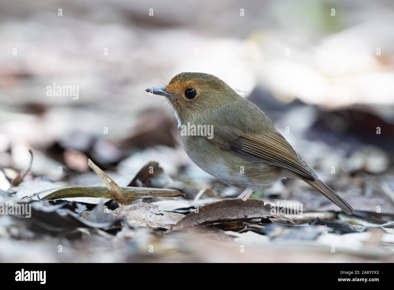 The Rufous-browed Flycatcher (Anthipes solitaris) is a species of bird in the Muscicapidae family. Stock Photo