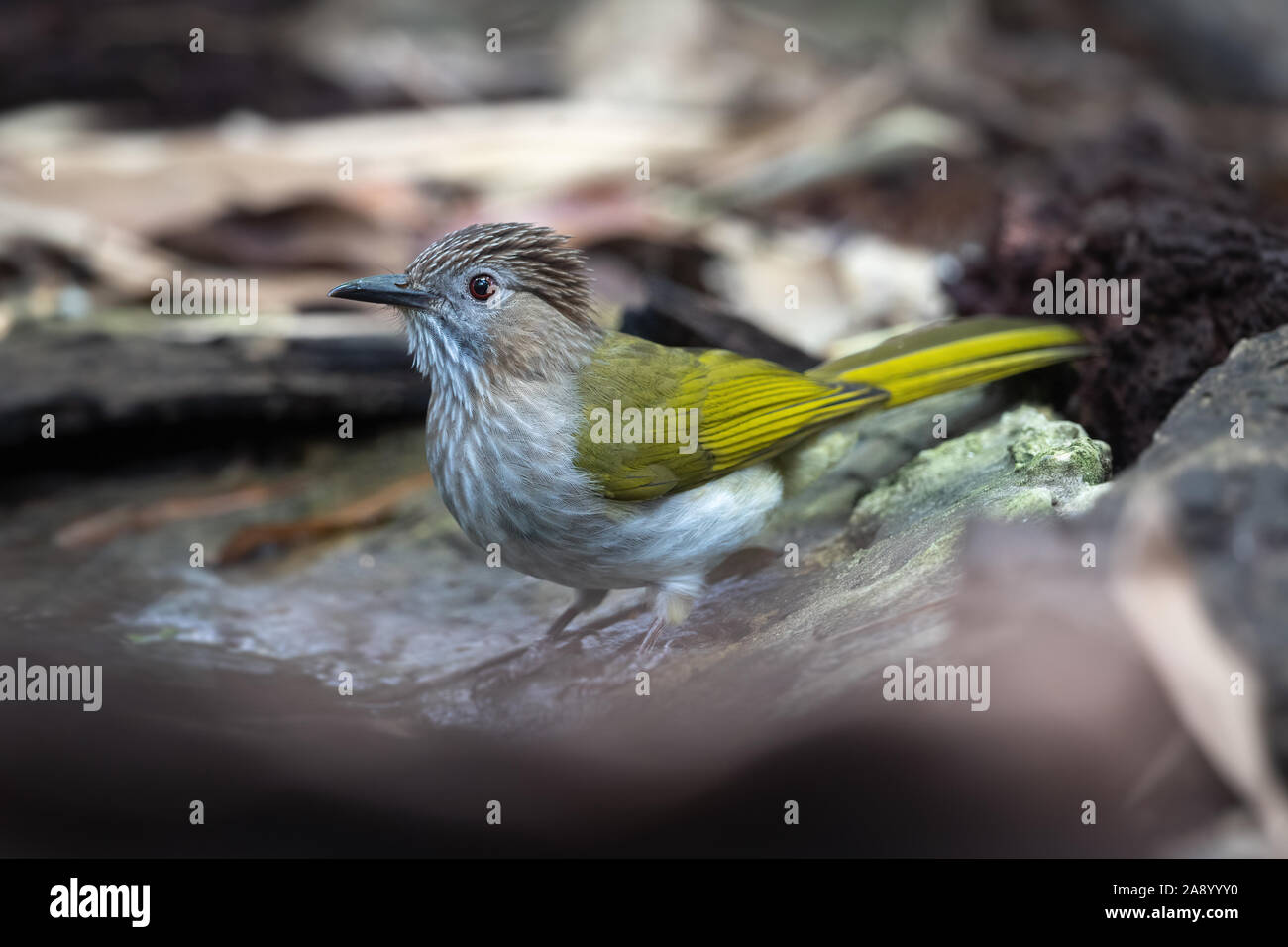 The mountain bulbul (Ixos mcclellandii) is a songbird species in the bulbul family, Pycnonotidae. It is often placed in Hypsipetes, but seems to be cl Stock Photo