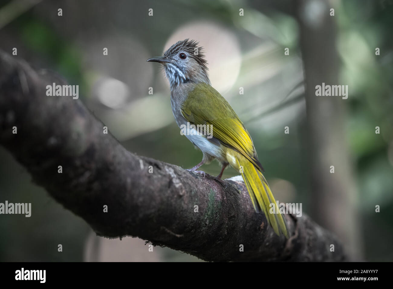 The mountain bulbul (Ixos mcclellandii) is a songbird species in the bulbul family, Pycnonotidae. It is often placed in Hypsipetes, but seems to be cl Stock Photo