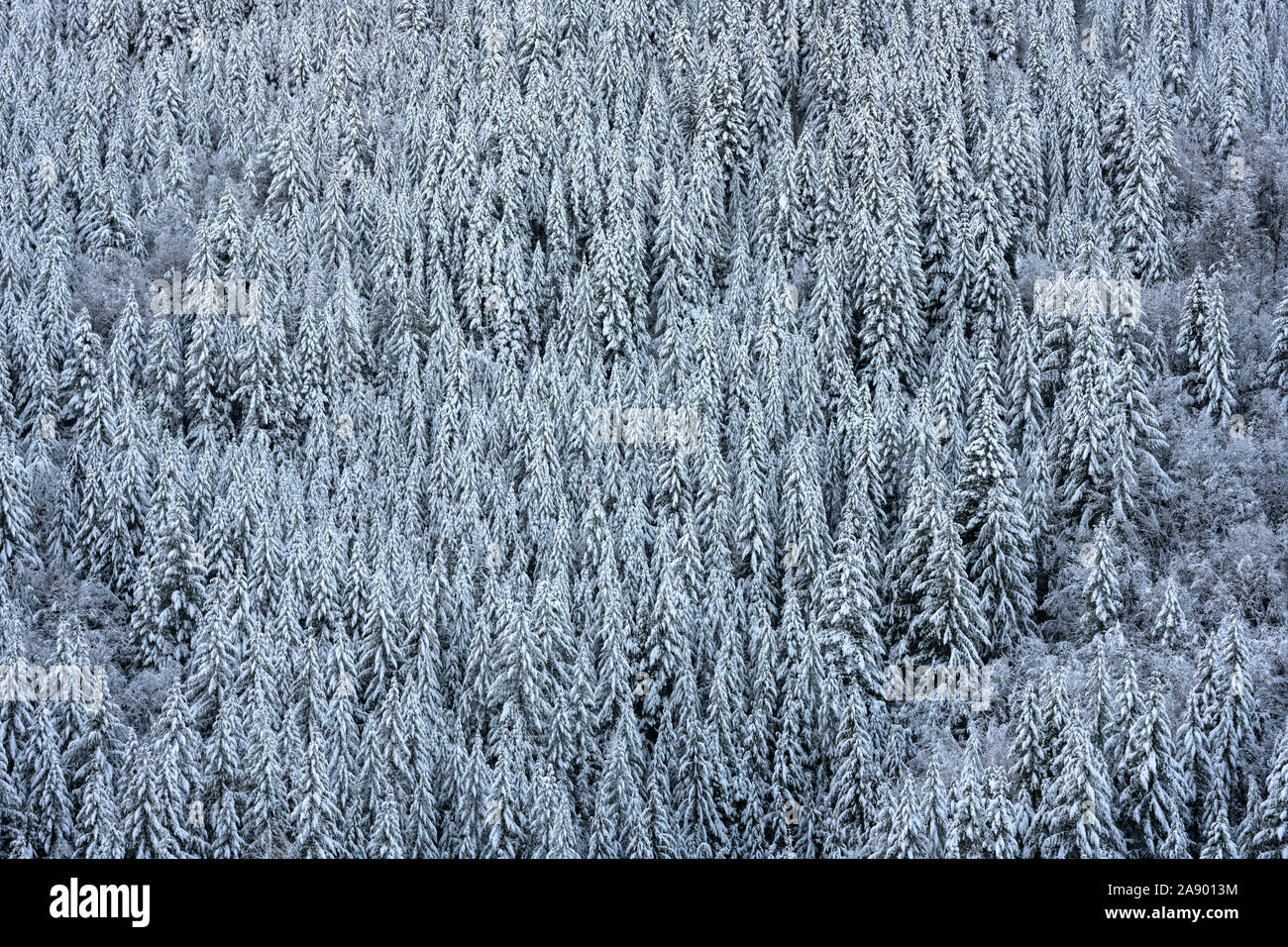 Pine Forest Covered in Snow is a perfect winter background Stock Photo ...