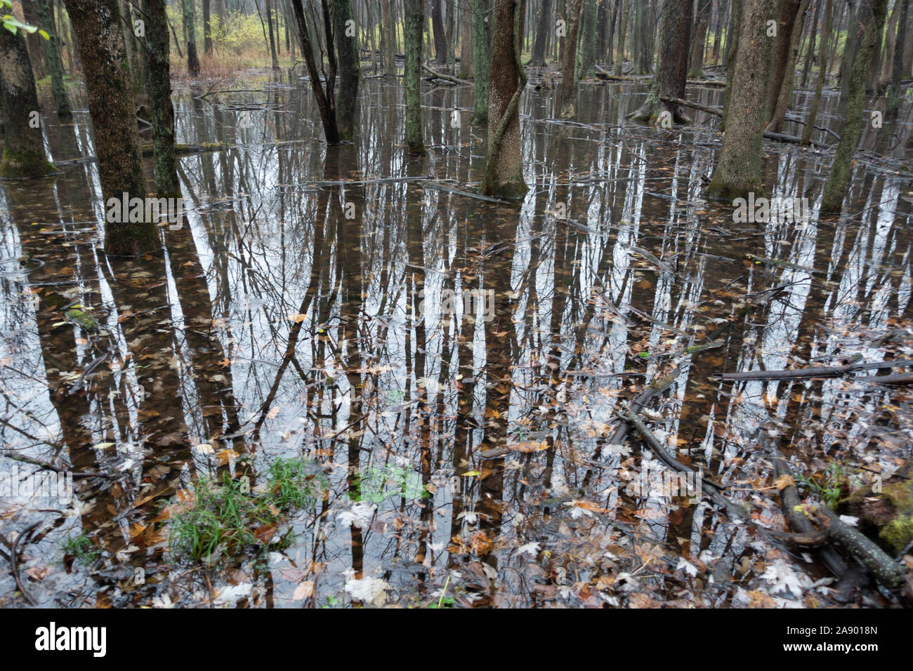 Reflections of trees in a marshy forest after a heavy rain Stock Photo