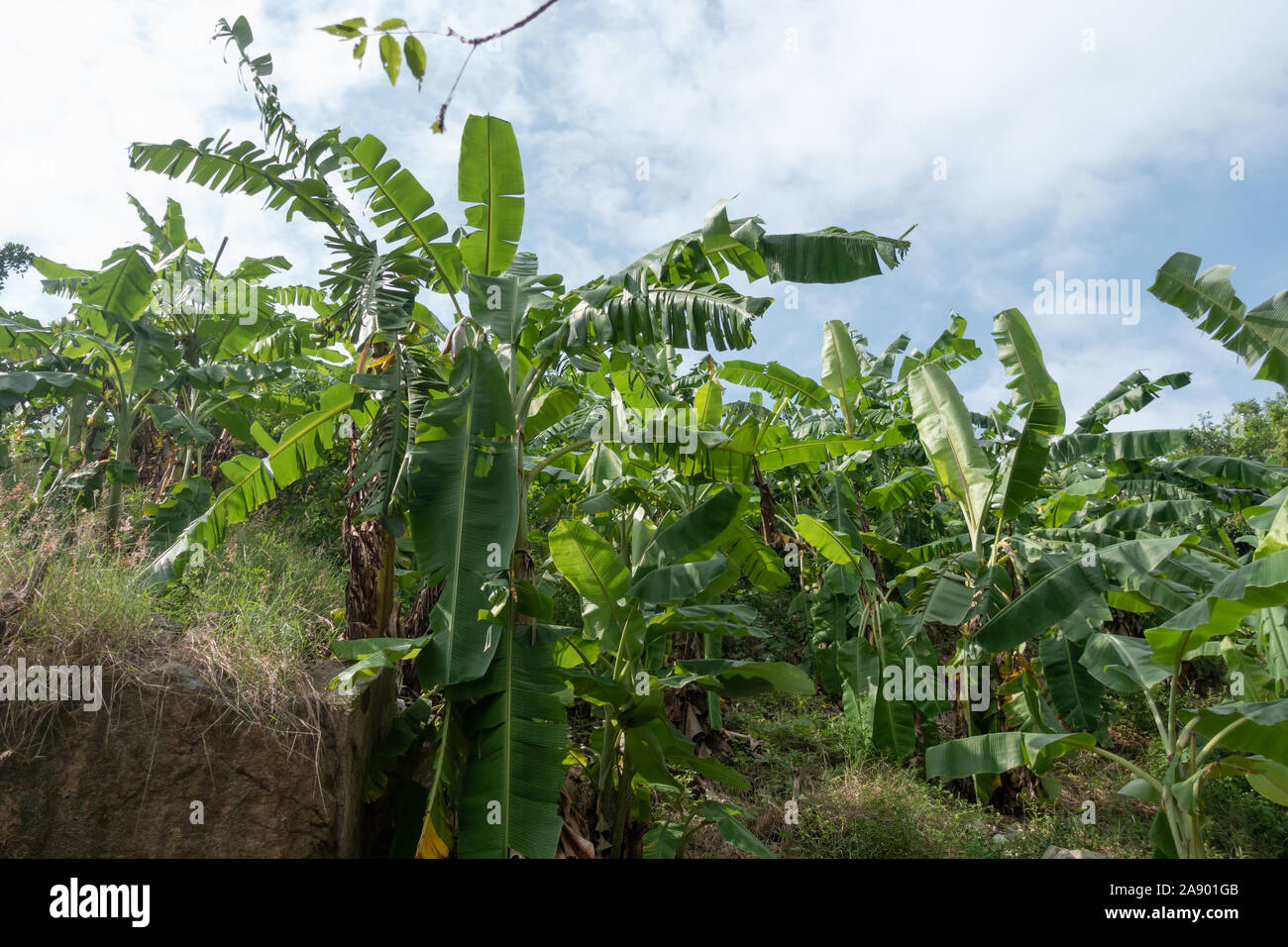 A plantation of banana trees grow in Nha Trang Vietnam Stock Photo