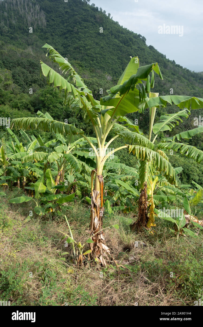 How to grow banana trees hires stock photography and images Alamy