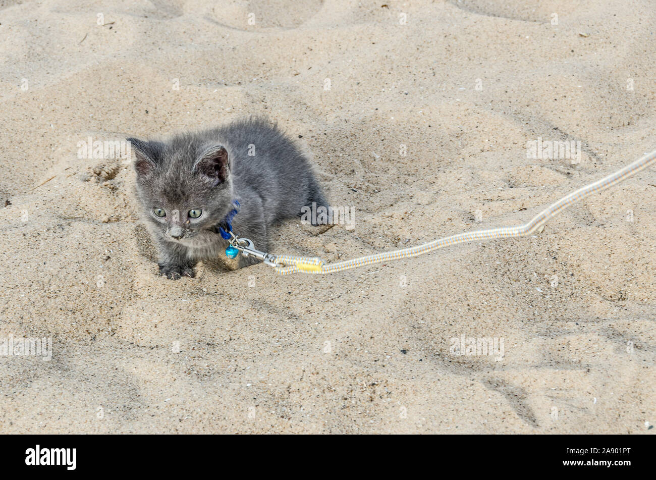 Six-week-old kitten exploring a beach on a leash Stock Photo