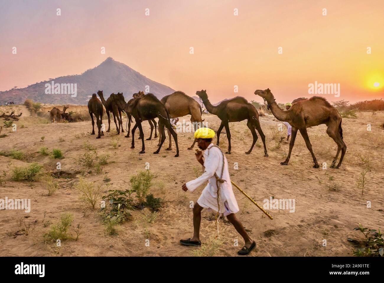 Camels being herded at the Pushkar Camel Fair by their herder, who is motion blurred. Stock Photo