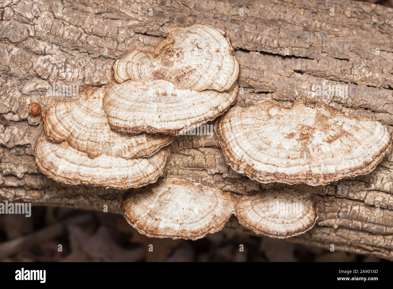 Thin Walled Maze Polypore (Daedaleopsis confragosa) growing on a decaying tree. Stock Photo