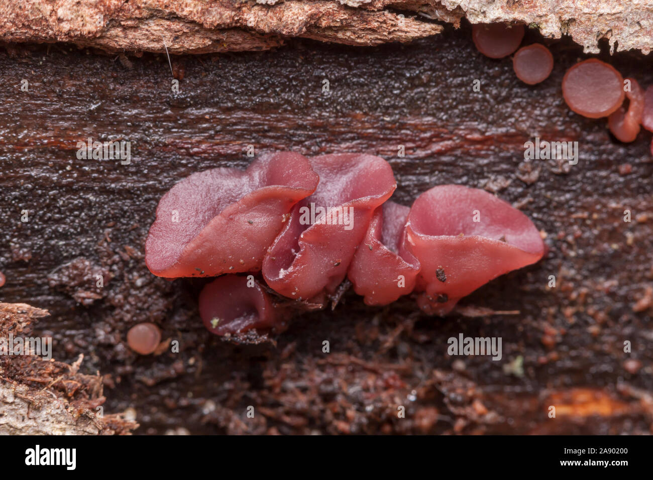 Purple Jellydisc (Ascocoryne sarcoides) growing on a decaying log. Stock Photo