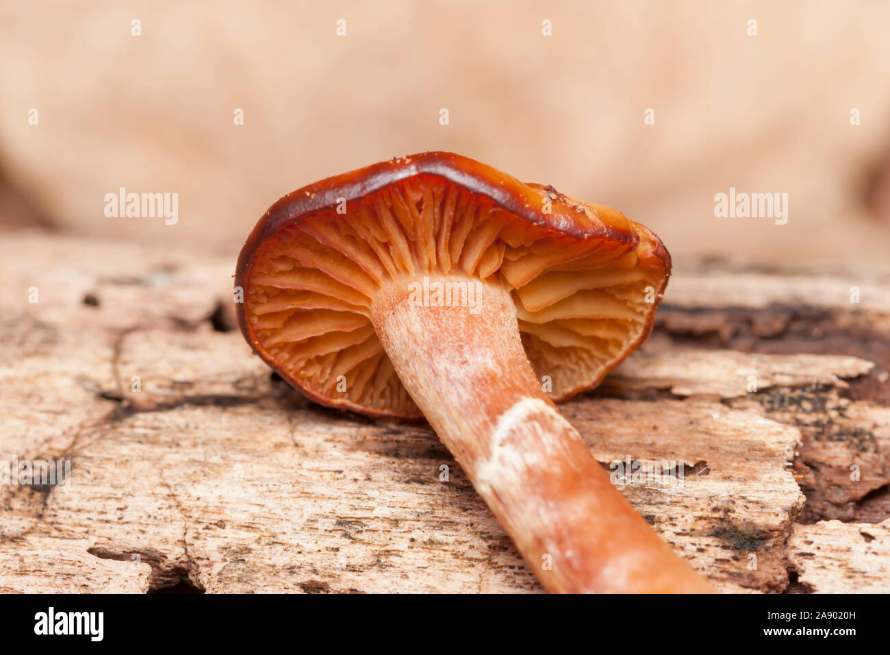 Gilled Mushrooms (Agaricales) Stock Photo