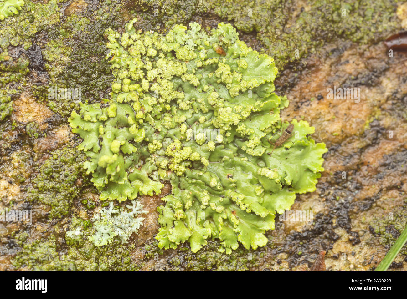 Orange-cored Shadow Lichen (Phaeophyscia rubropulchra) Stock Photo