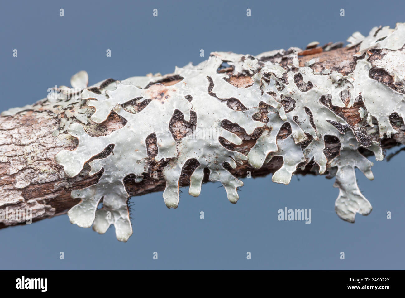 Shield Lichen (Parmelia sulcata) growing on a rotting tree branch. Stock Photo