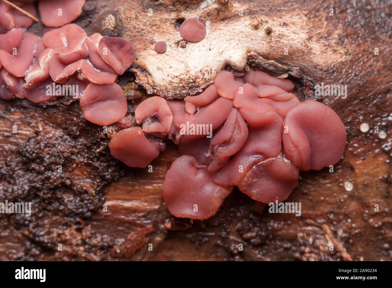 Purple Jellydisc (Ascocoryne sarcoides) growing on a decaying log. Stock Photo