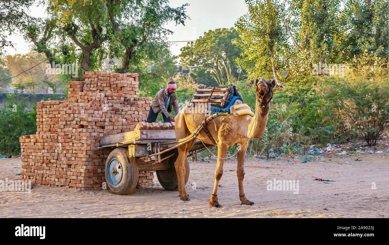 A working dromedary camel, harnessed to a homemade delivery cart, stands patiently while a lone man slowly unloads bricks. Stock Photo