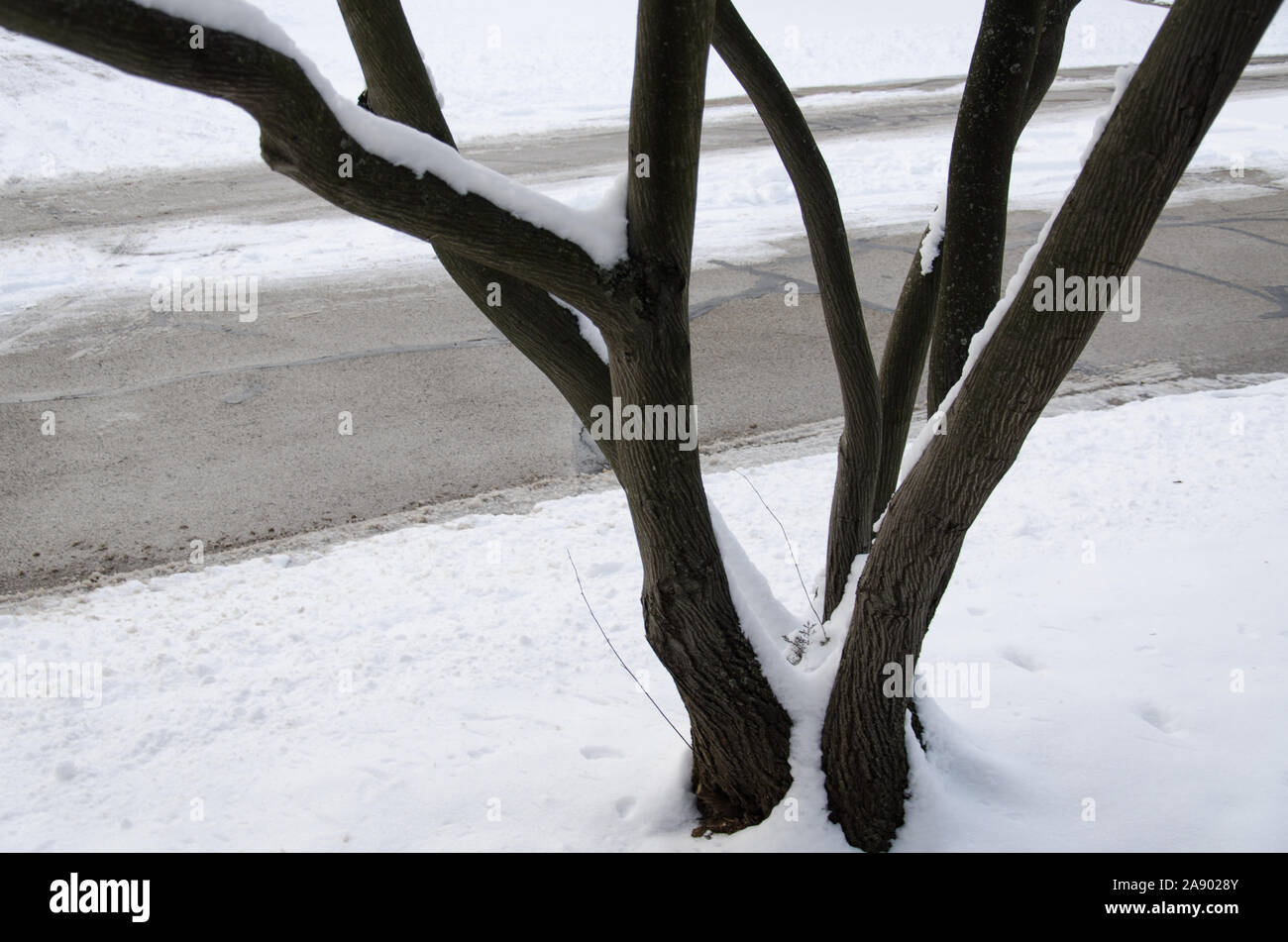 snow snowy tree branches winter cold weather Stock Photo