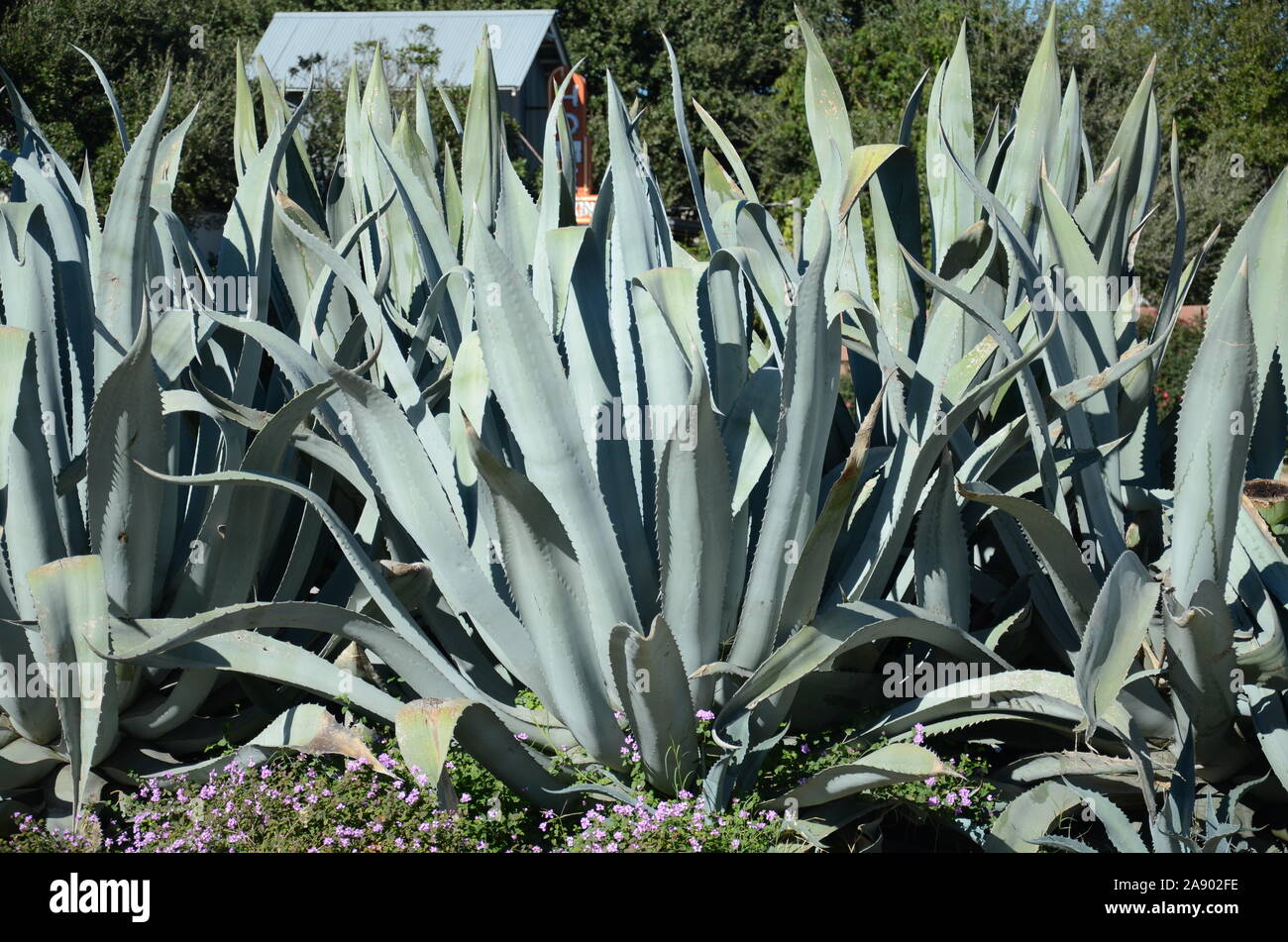 Austin Agave