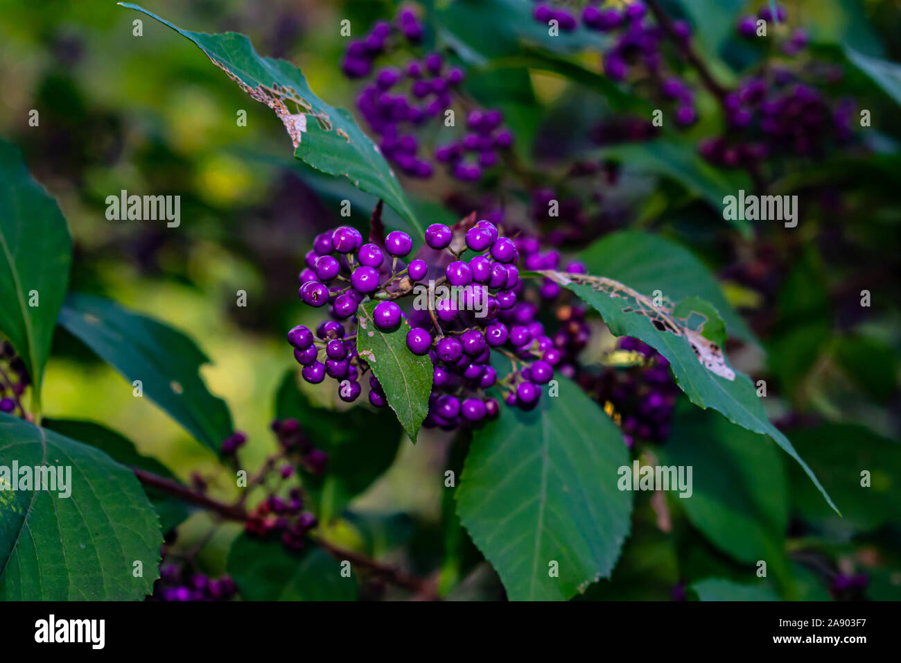 Beautiful purple coloured Beauty berries known as Callicarpa from the Lamiaceae family. Native to Southeast Asia. Taken in the Secret Garden in Seoul. Stock Photo