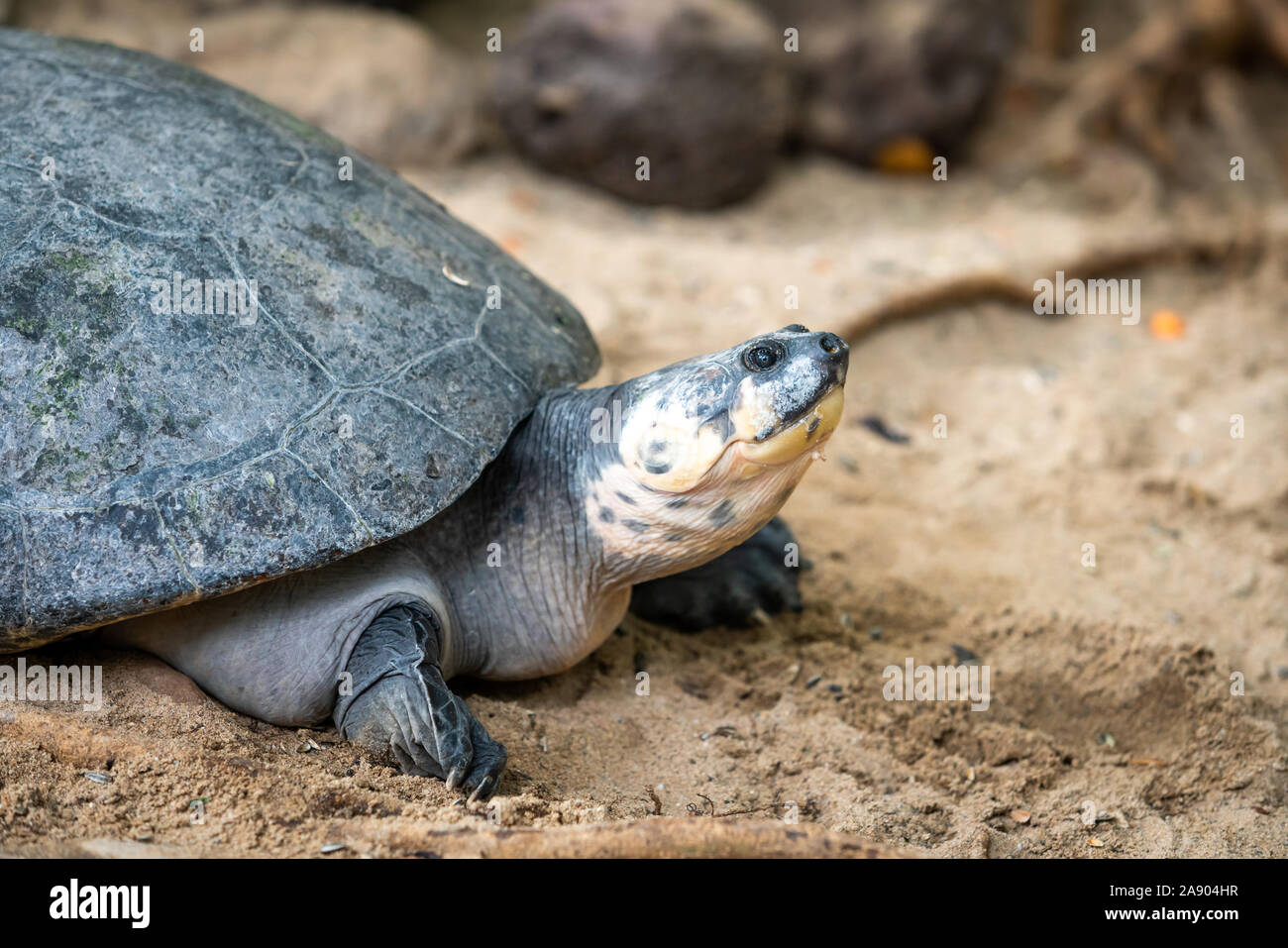 Big Turtle Flat Shell Flatback sea turtle hi-res stock photography and images - Alamy