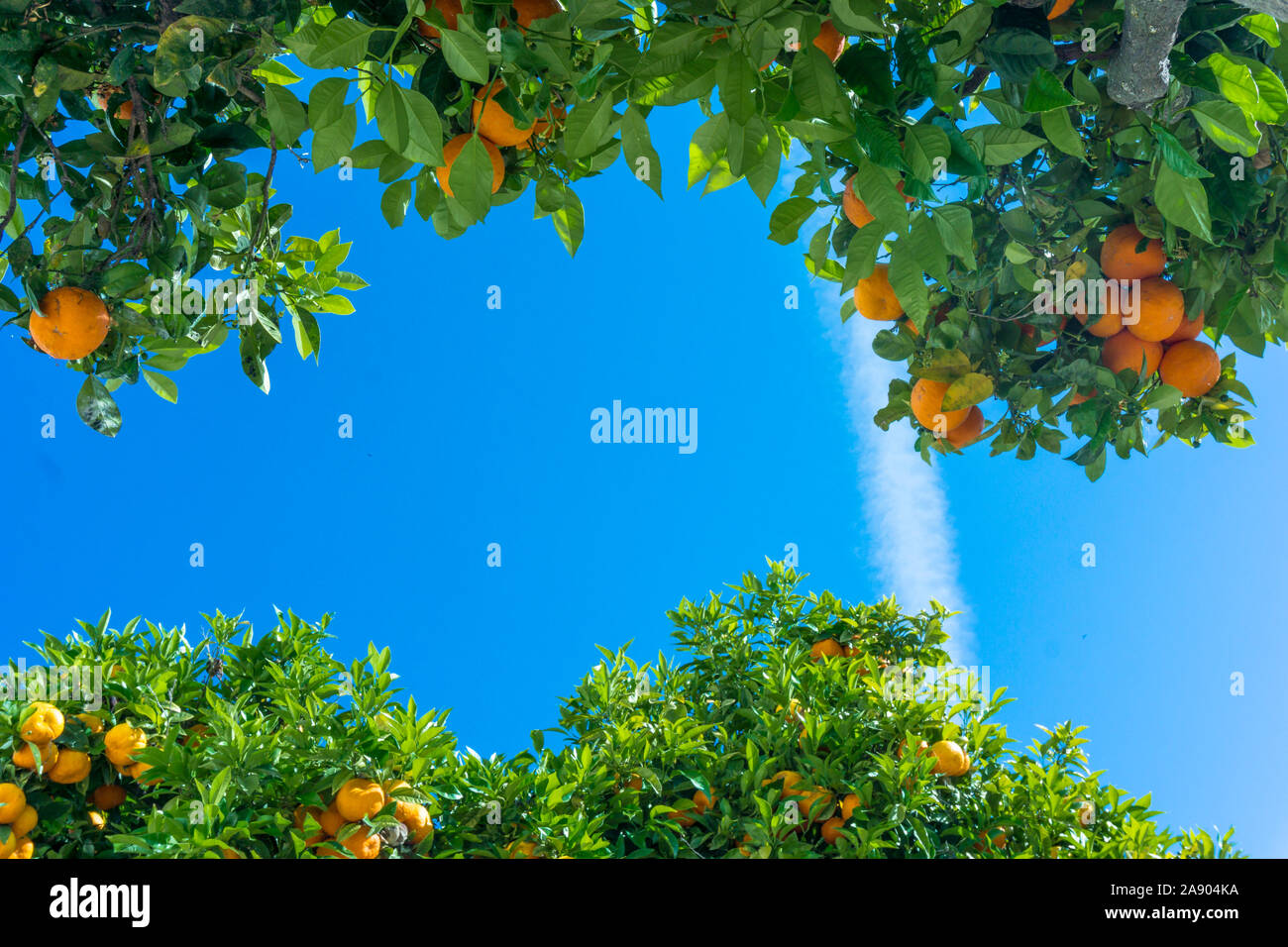 Clementine trees citrus reticulata hires stock photography and images