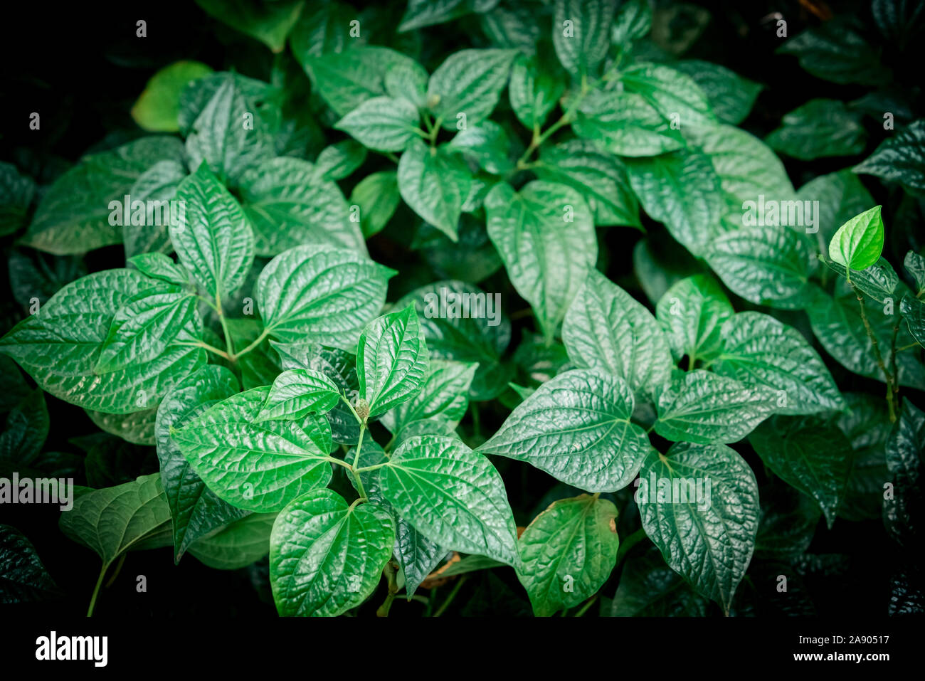 tropical green leaf. tropical rainforest Stock Photo - Alamy