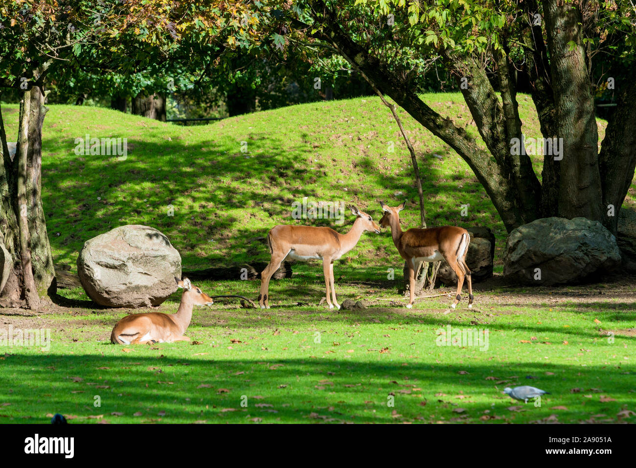Wild animals together hi-res stock photography and images - Alamy