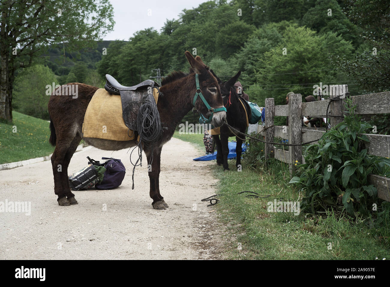 Roncevalles, Spain-May 20, 2017: Pilgrims prepare to ride burros on the Camino de Santiago Stock Photo