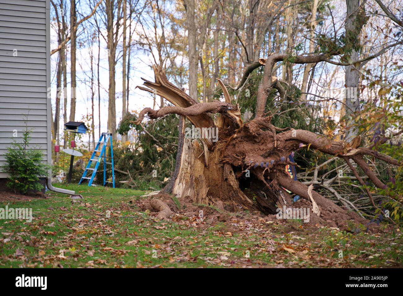 A storm uprooted tree safely landing a distance from a nearby house. Stock Photo