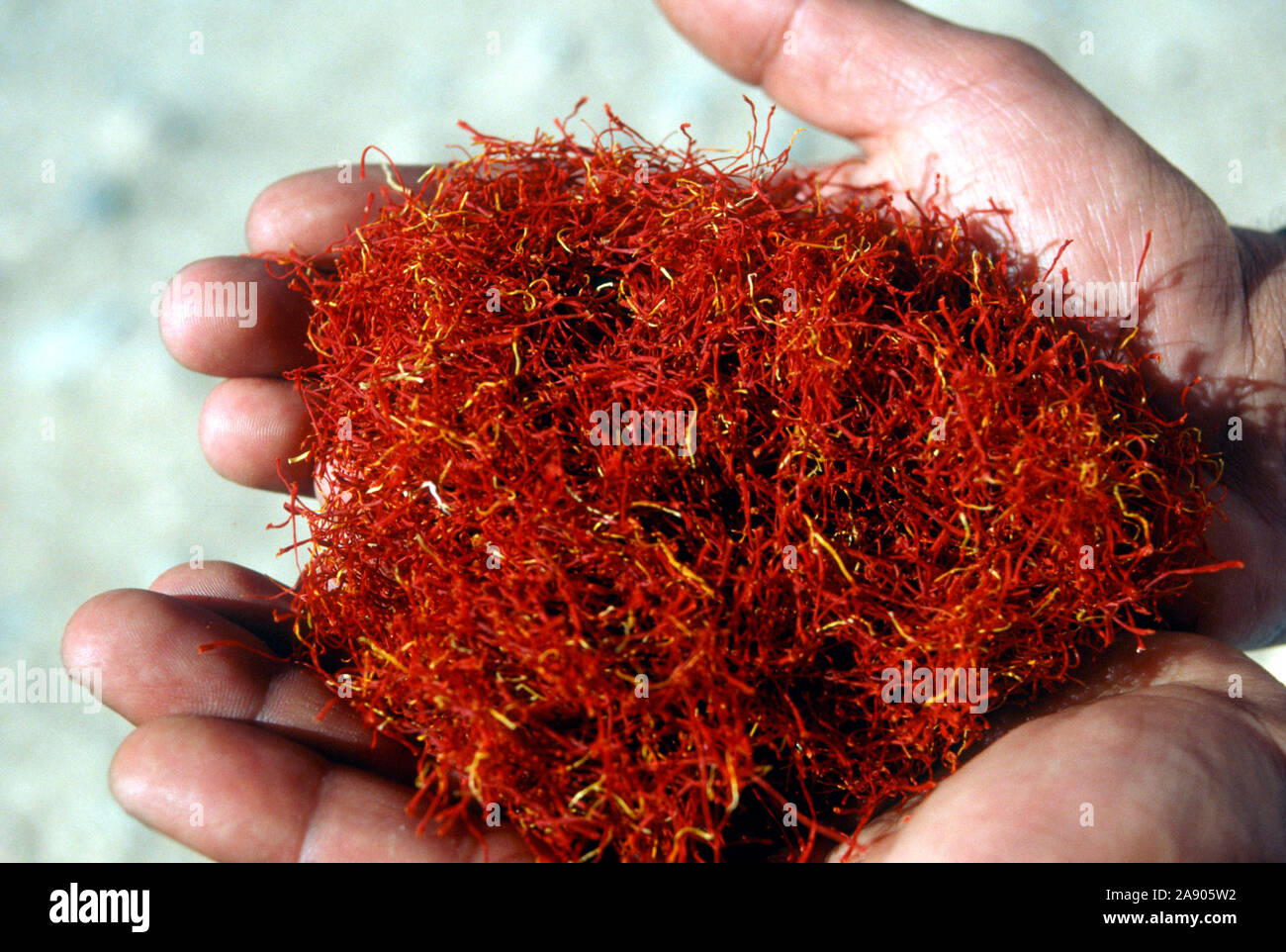Freshly picked saffron in Taouline, Morocco. Morocco is the world's