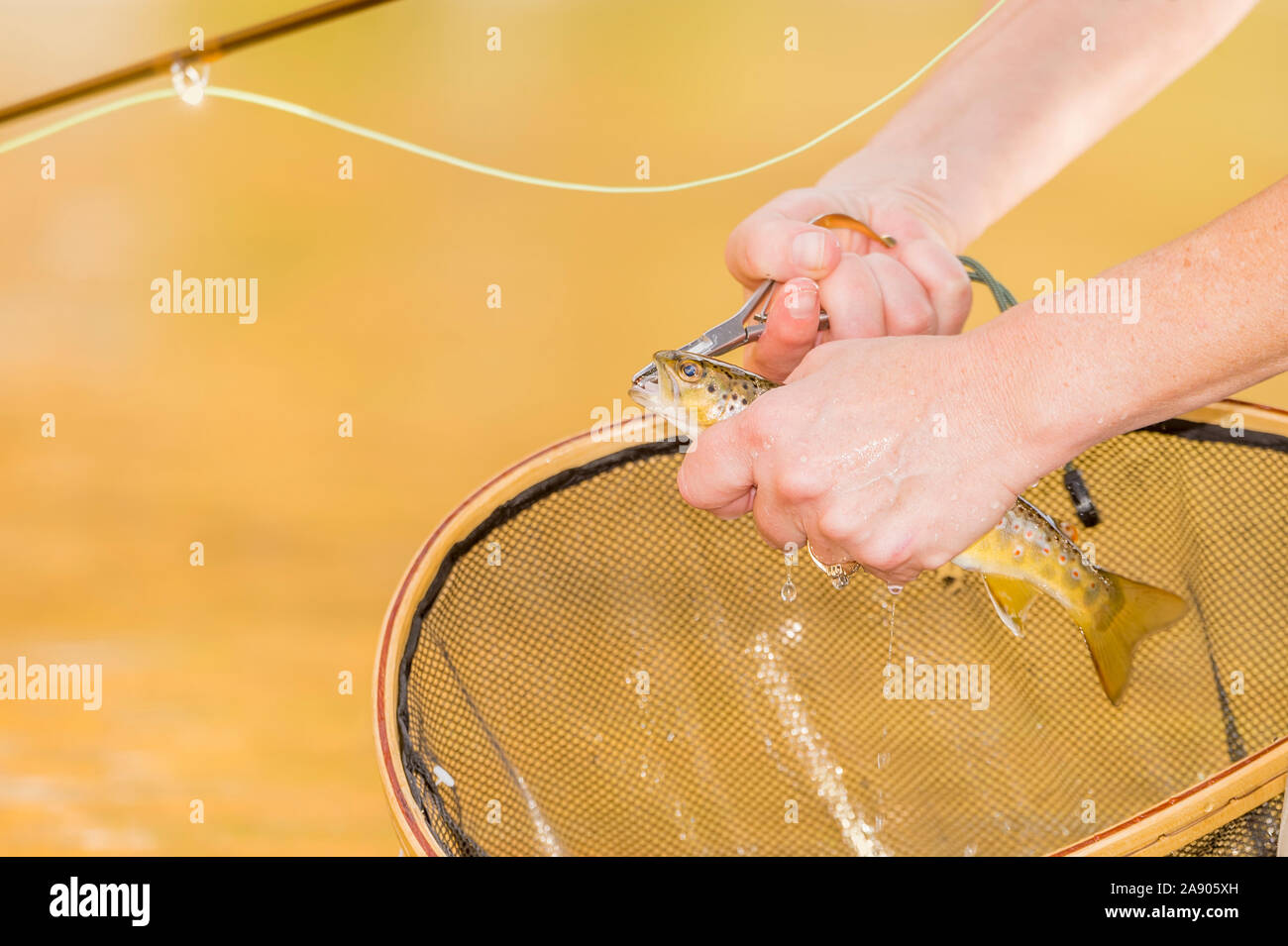 A woman pulls a hook from a trout above her net on a fall day while fishing along the Poudre River in Northern Colorado. Stock Photo