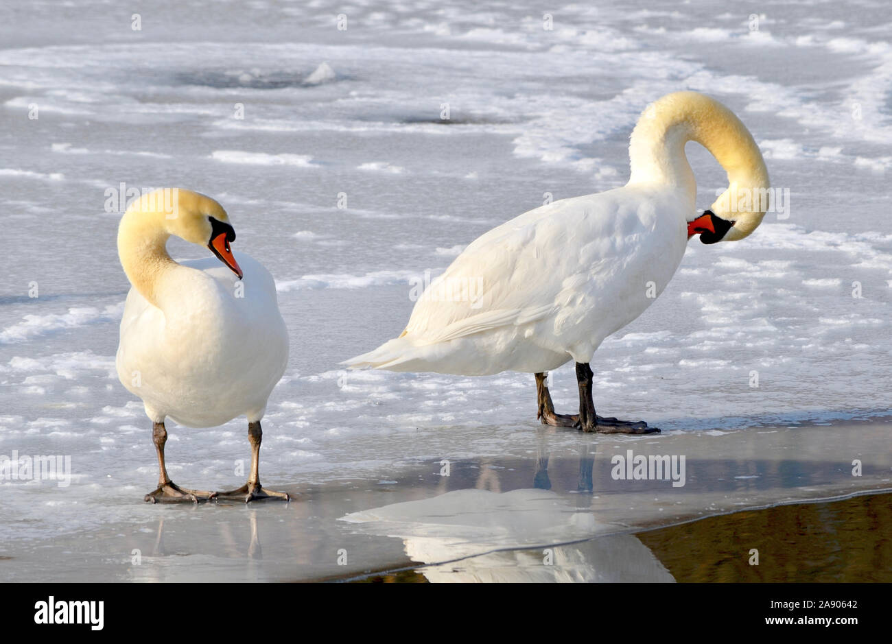 Beautiful mute swan pair standing and preening on icy pond. Stock Photo