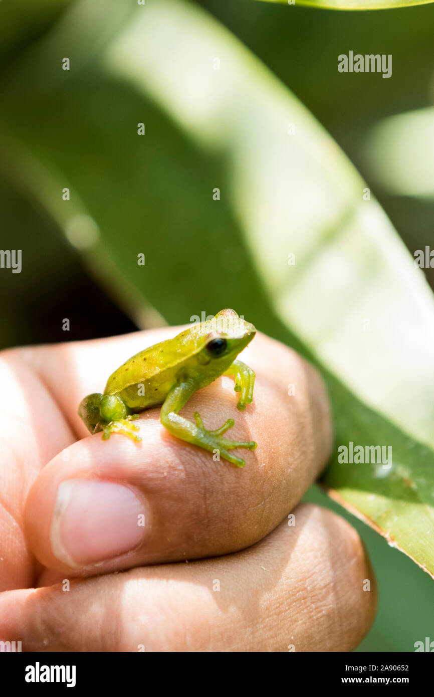 small green frog resting in hand Stock Photo