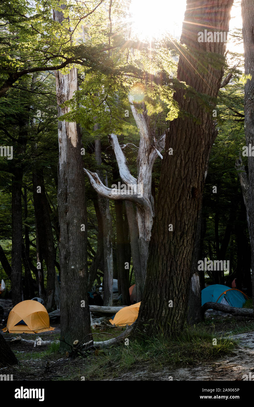 Beautiful image of a camping in the forest with the sun between the trees, Fitz Roy, Argentina. Stock Photo
