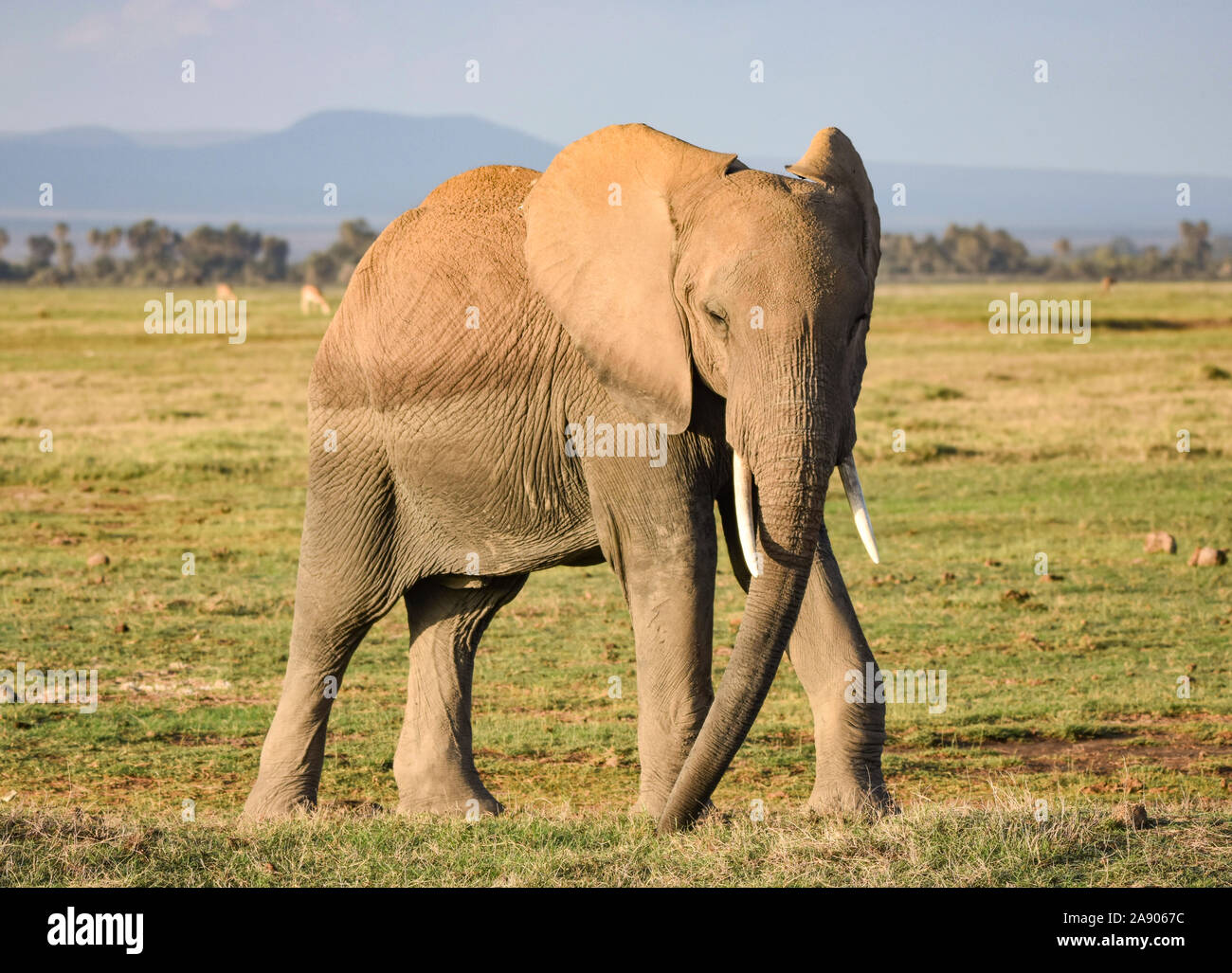 African elephant walking on grassy plain in Kenya. (Loxodonta africana) Stock Photo