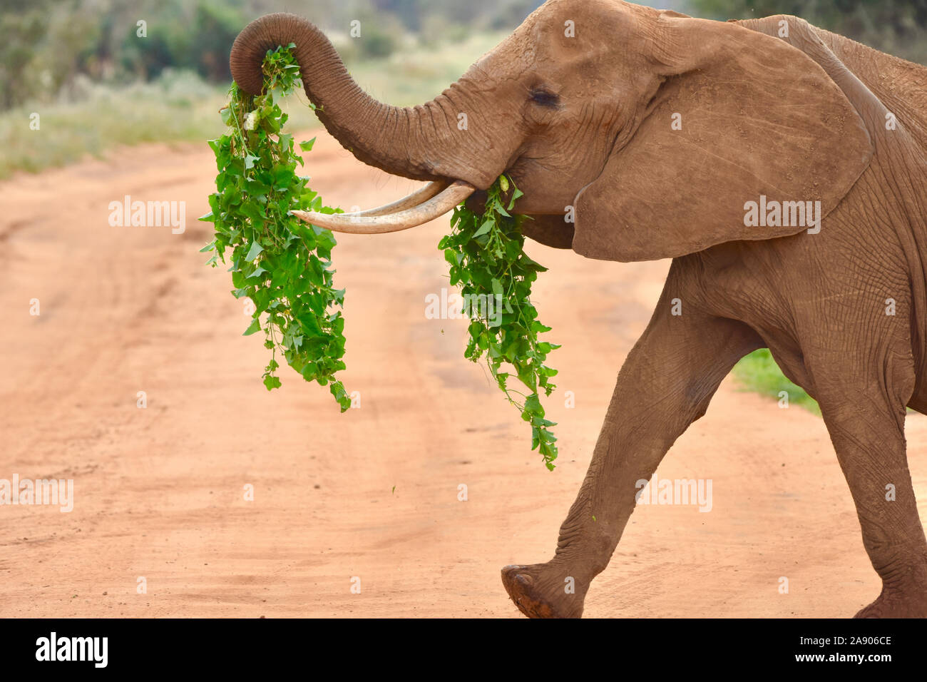 Lighthearted photo of elephant walking with vines hanging from its mouth and extended trunk. ( Stock Photo