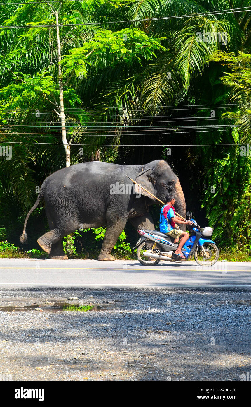 Handlers taking their Asian elephants to where they will be working as trekking elephants in Phang Nga Town Thailand Asia Stock Photo