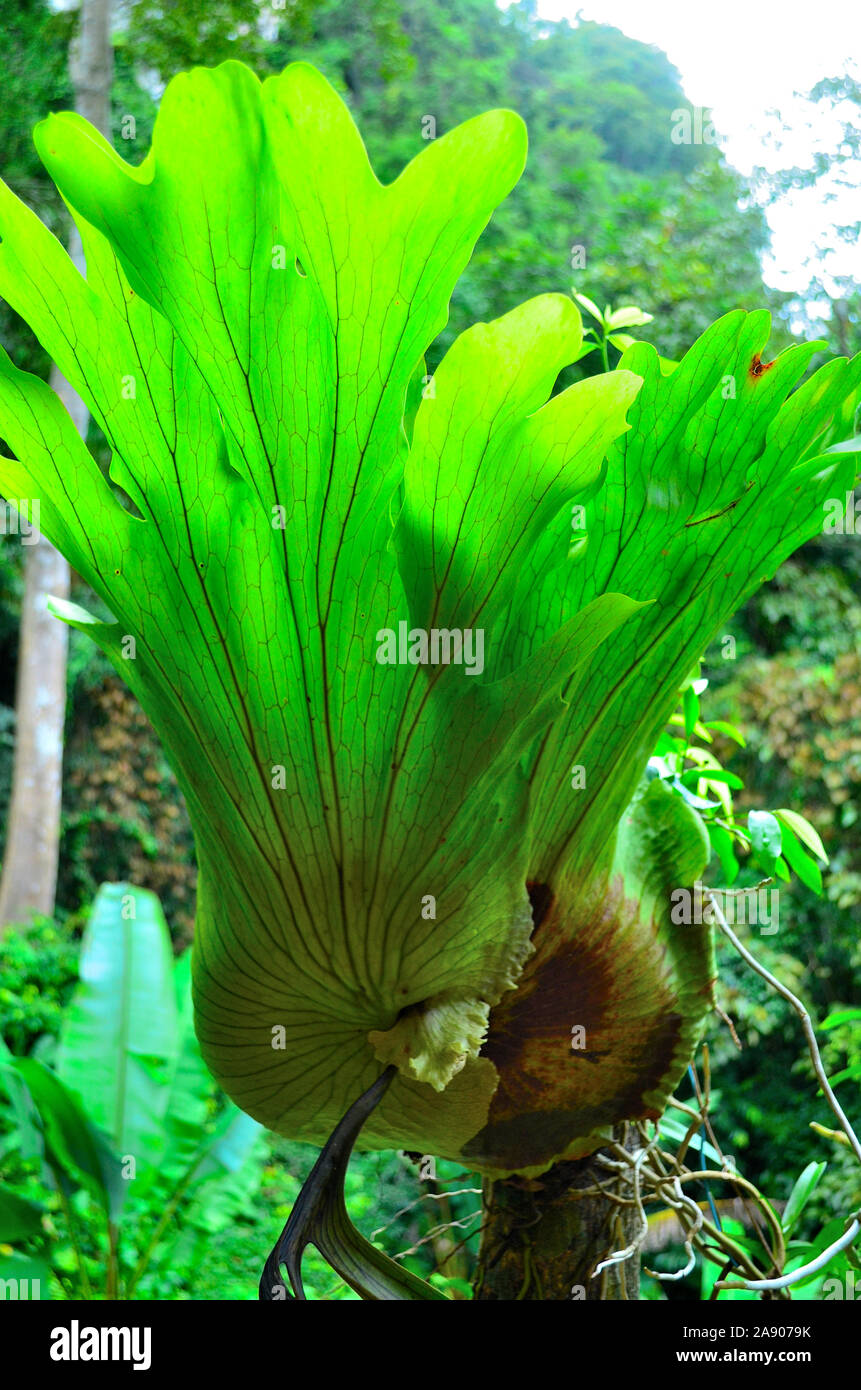A close up of a common staghorn fern in a garden at Phang Nga Town Thailand Asia Stock Photo