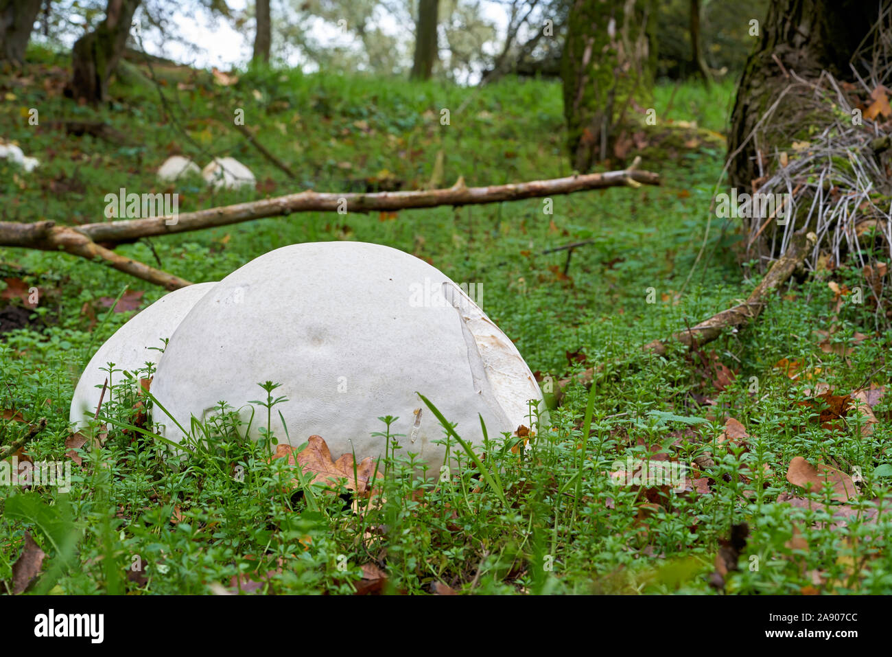 Giant bovist (Calvatia gigantea) on a meadow in a park in Magdeburg in Germany Stock Photo
