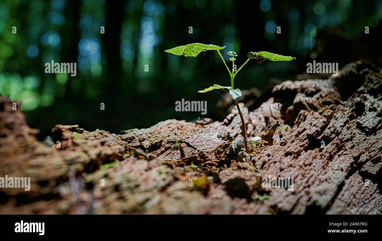 Young maple on a dead tree trunk in the Thuringian Forest in Germany Stock Photo