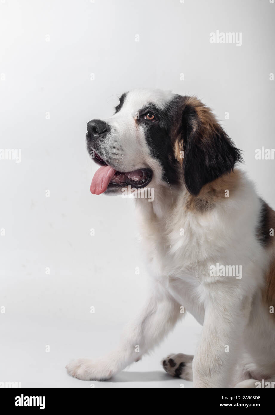 Brown White St Bernard Puppy High Resolution Stock Photography and Images -  Alamy