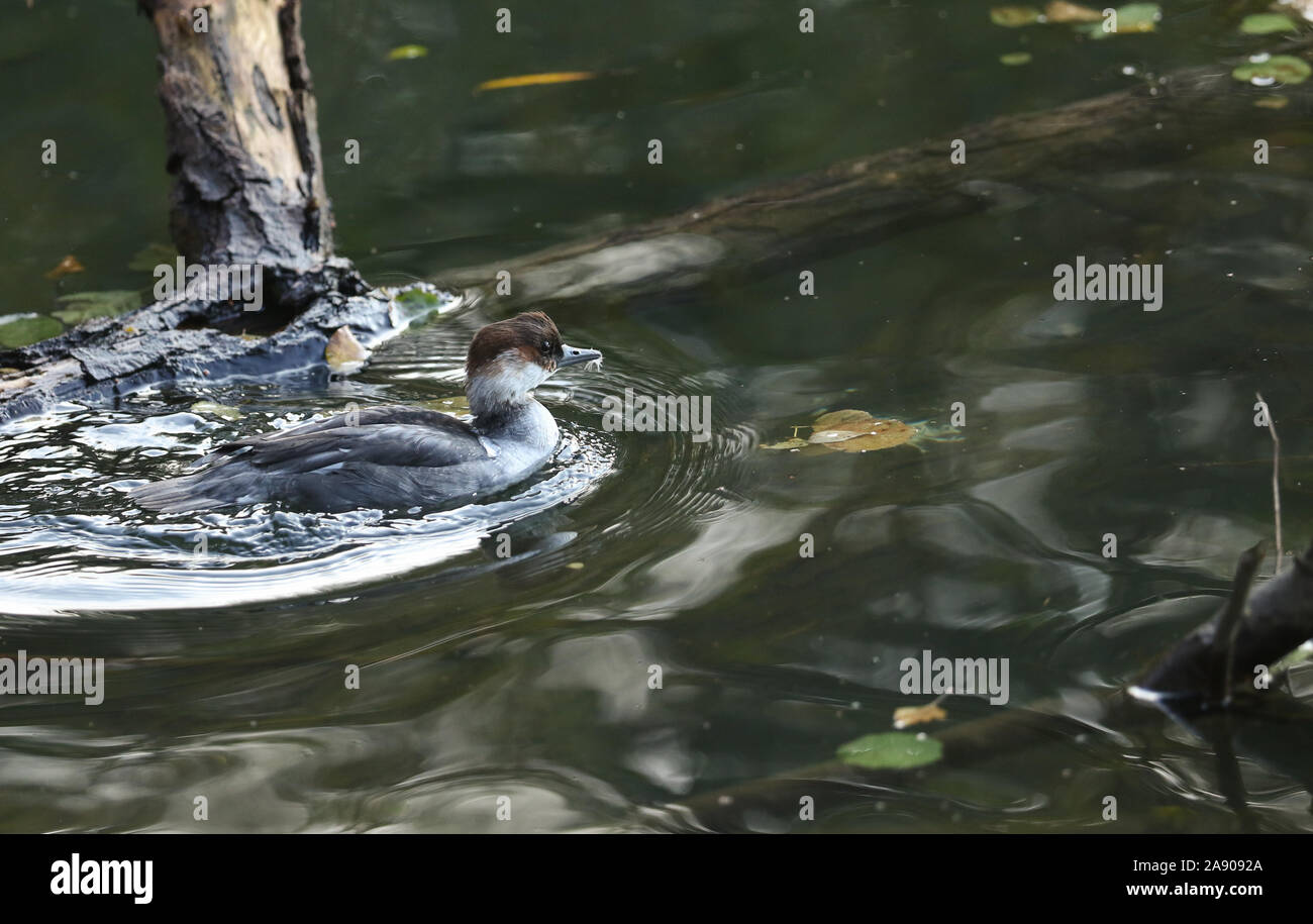 A pretty redhead Smew Duck, Mergus albellus, swimming in the water at the edge of a lake. Stock Photo