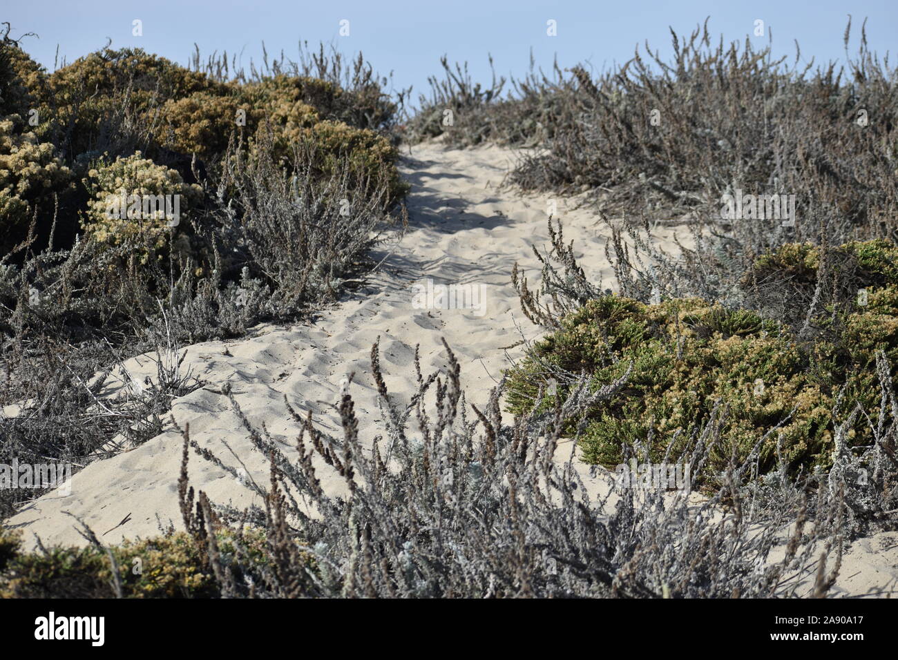 A sandy path winds through vegetation, over the dunes to the beach at