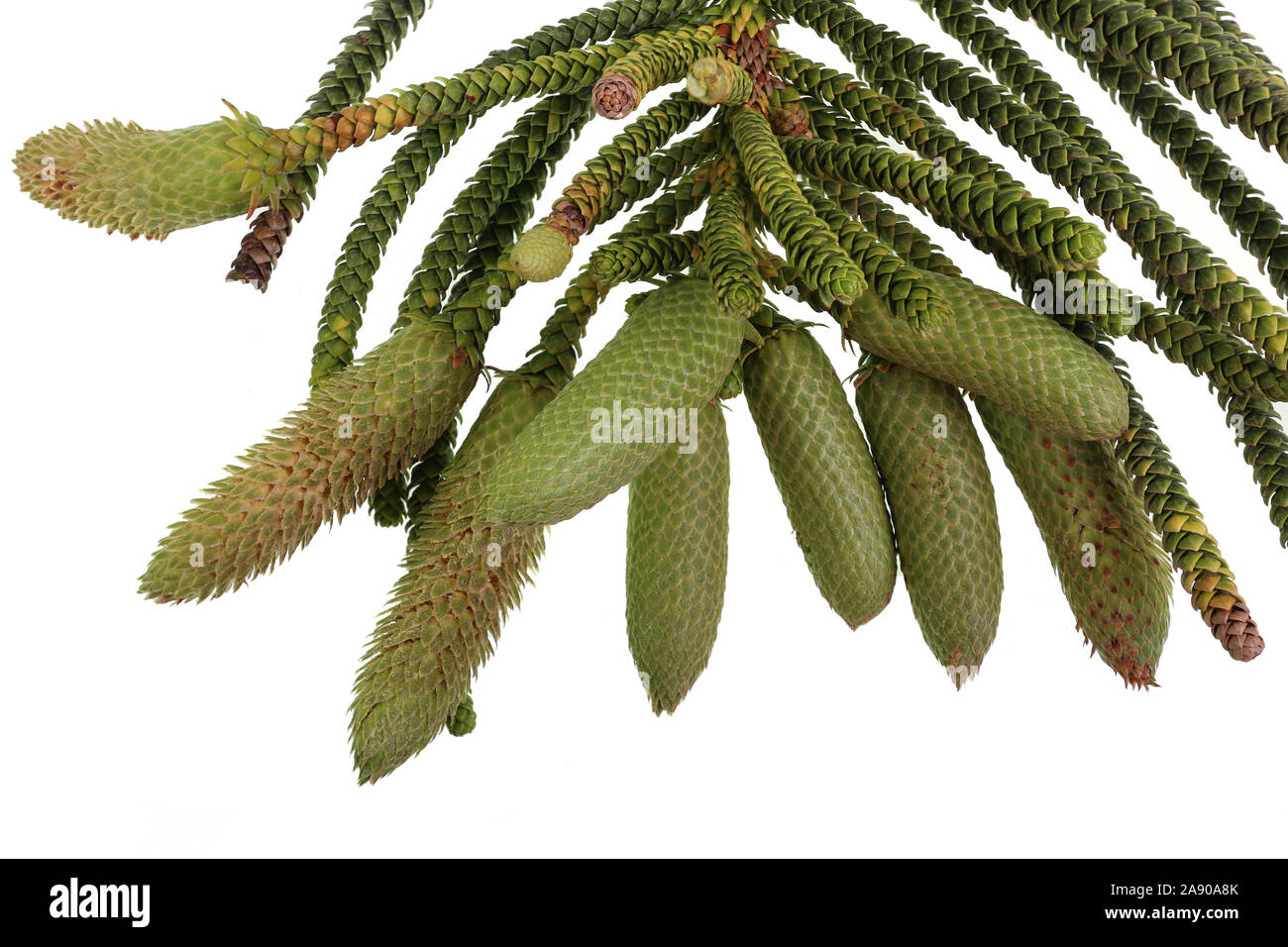 Norfolk Island Pine Araucaria Heterophylla Foliage And Cluster Of Elongated Male Cones During The Actual Flowering Season In The Southern Hemisphere Stock Photo Alamy